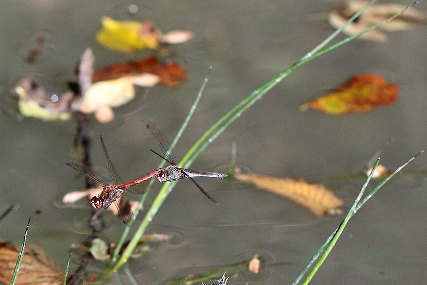 Ancora Sympetrum?